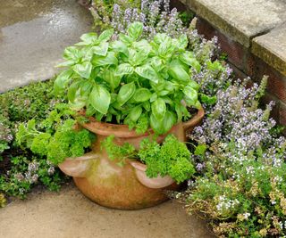 growing herbs in pots planting parsley with basil for improved health