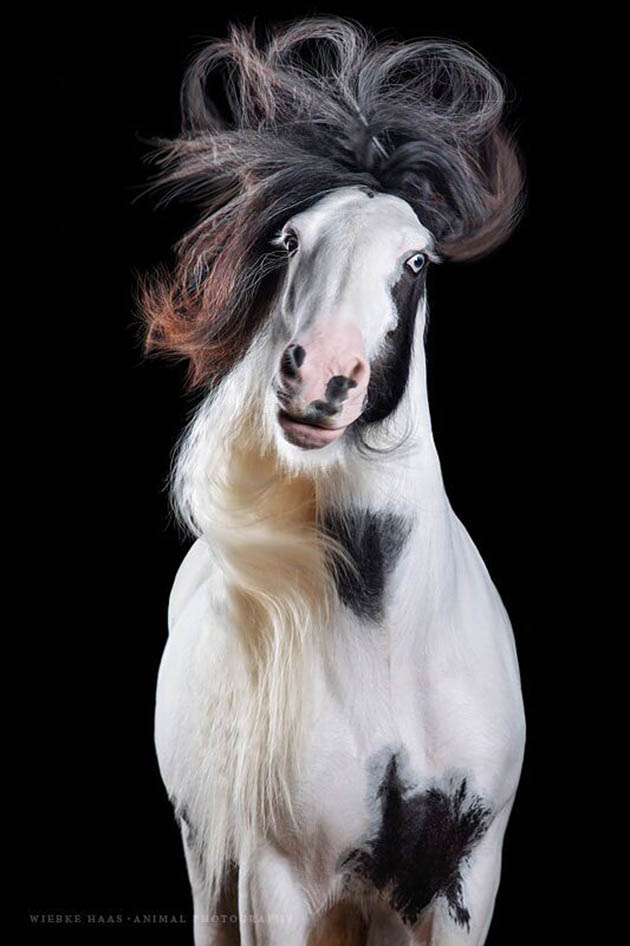 Horsestyle-Tinker-Pferdefotografie-Studio_Polly_preview