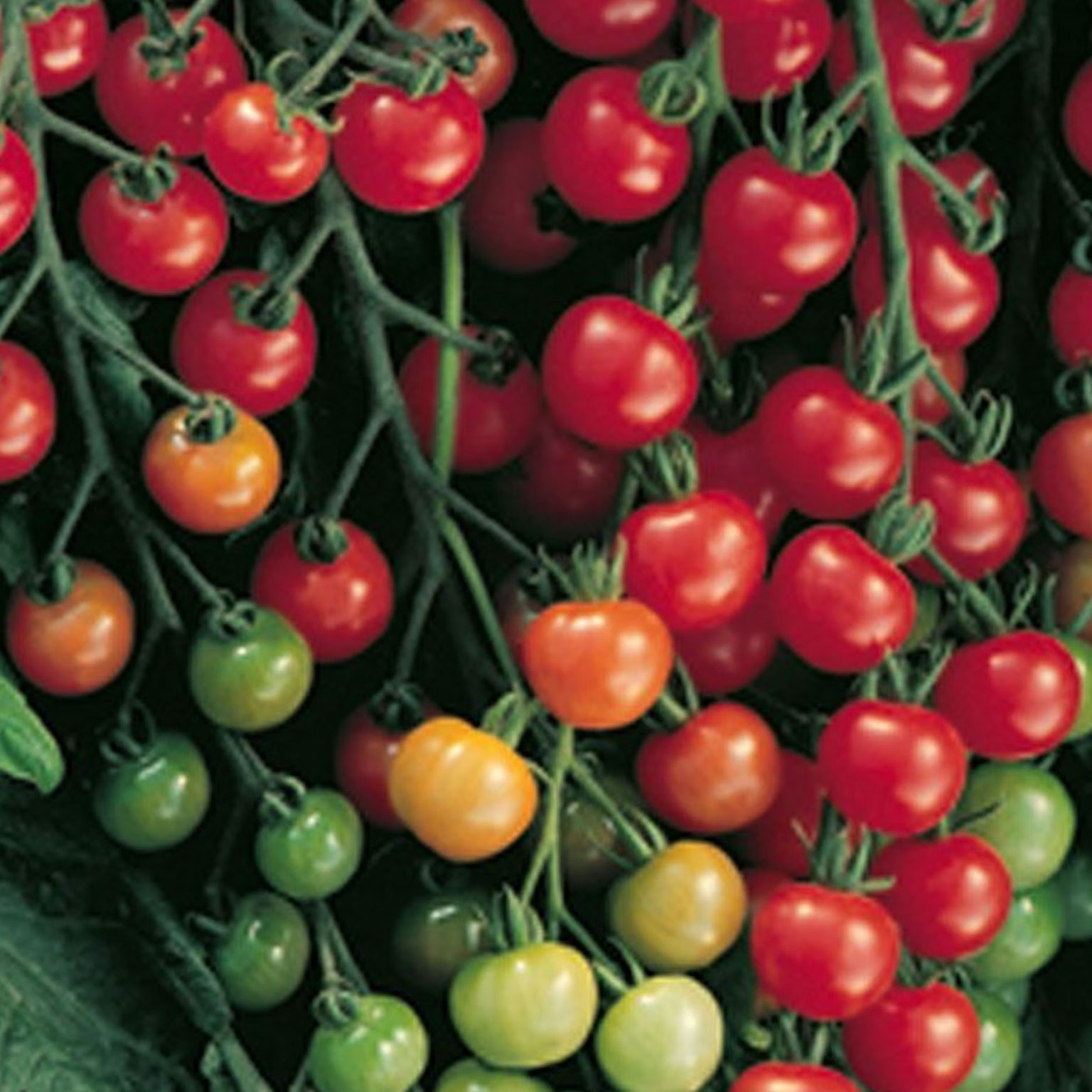 tomato Supersweet 100 fruits ripening on plant