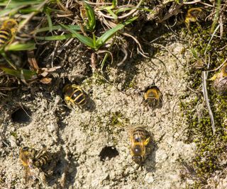 Ground bees in the dirt