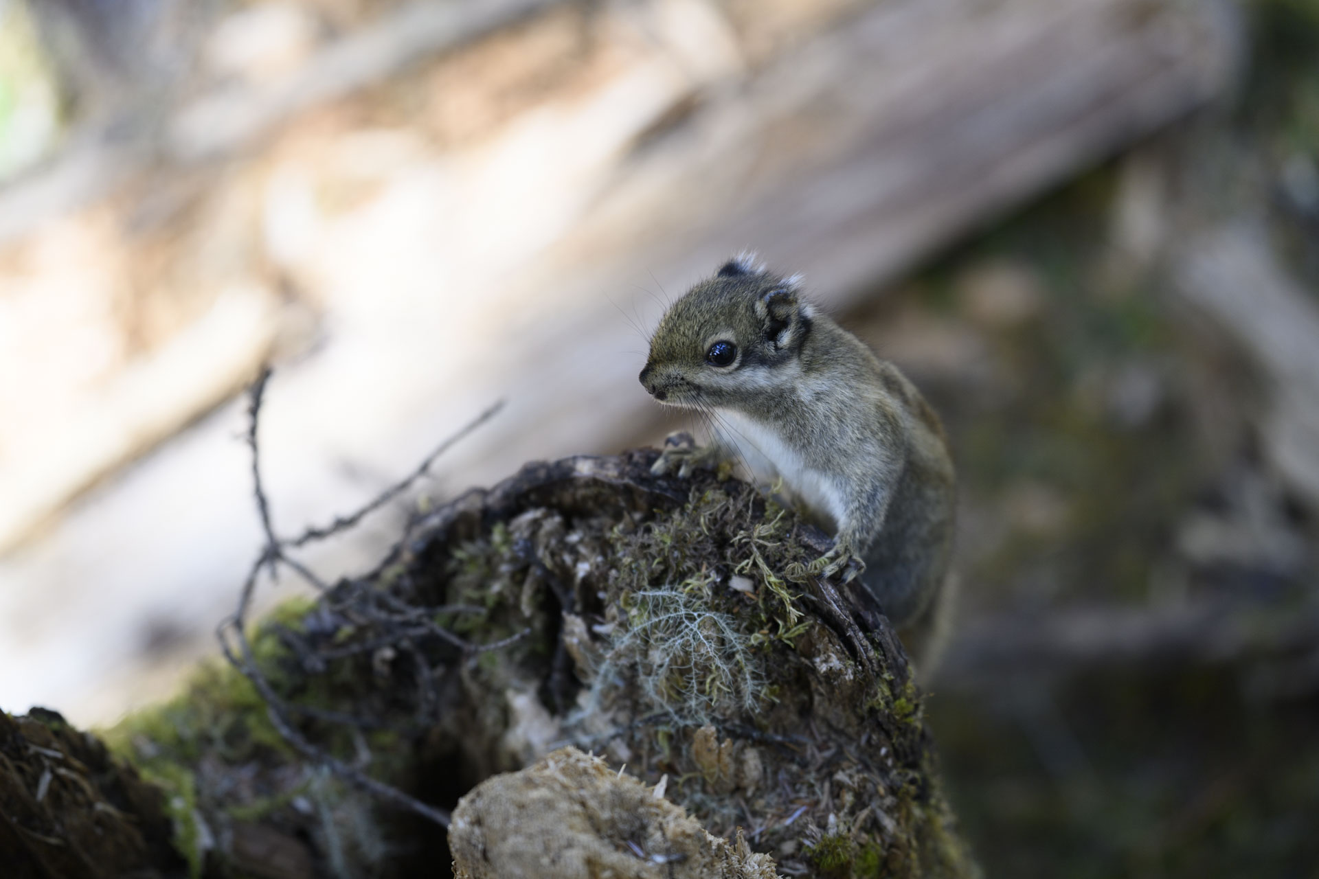 Nikon Z 70-200mm f/2.8 VR S II image gallery: a closeup of a chipmunk on a tree stump