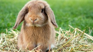 Rabbit sat on a pile of hay, an example of the best bedding for rabbits