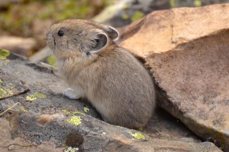 Climate change threatening lemmings 