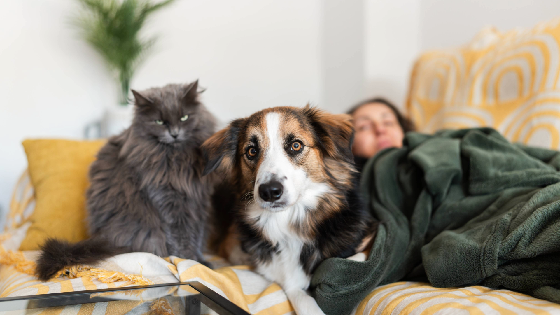 Cat, dog and person on a yellow and white couch and a plant in the background