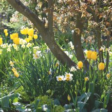 Yellow tulips and daffodils growing next to tree in garden