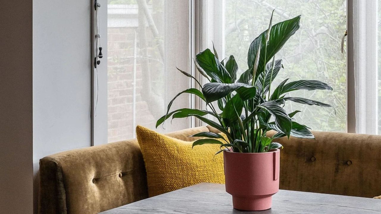 A peace lily in a pink planter placed on a take with a sofa in the background and a mustard cushion.