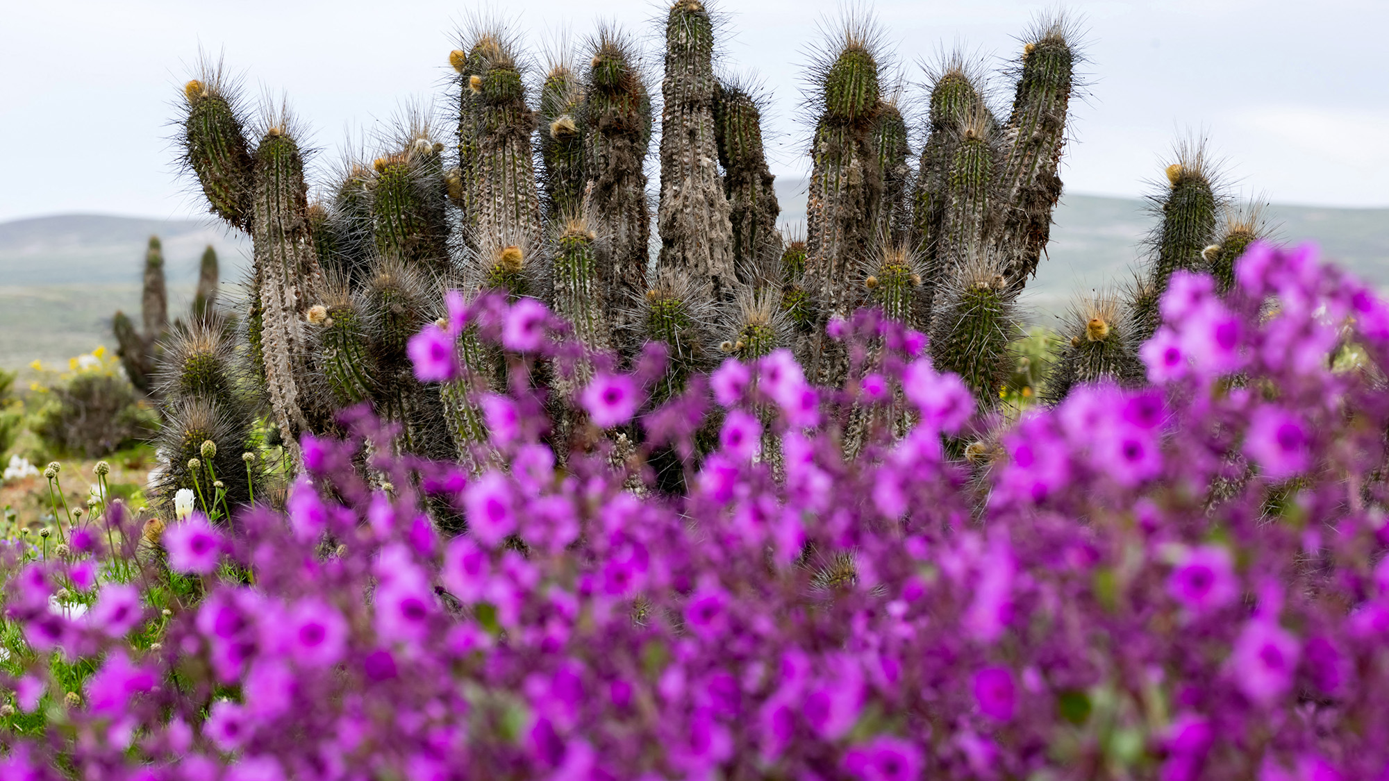 A patch of purple flowers is seen with long cacti in the background.