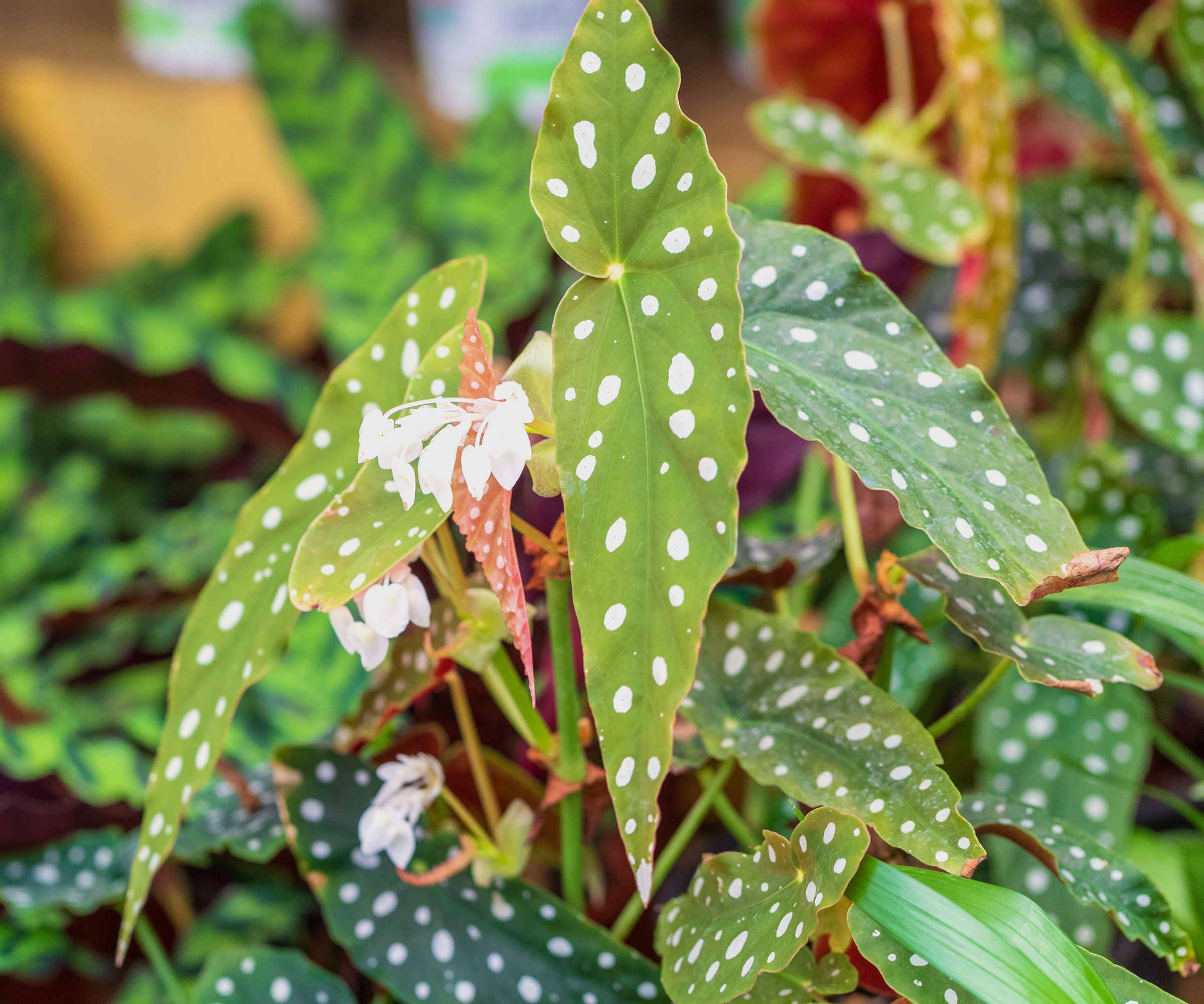 angel wing begonia plant with polka dot leaves