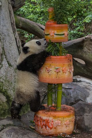 panda birthday