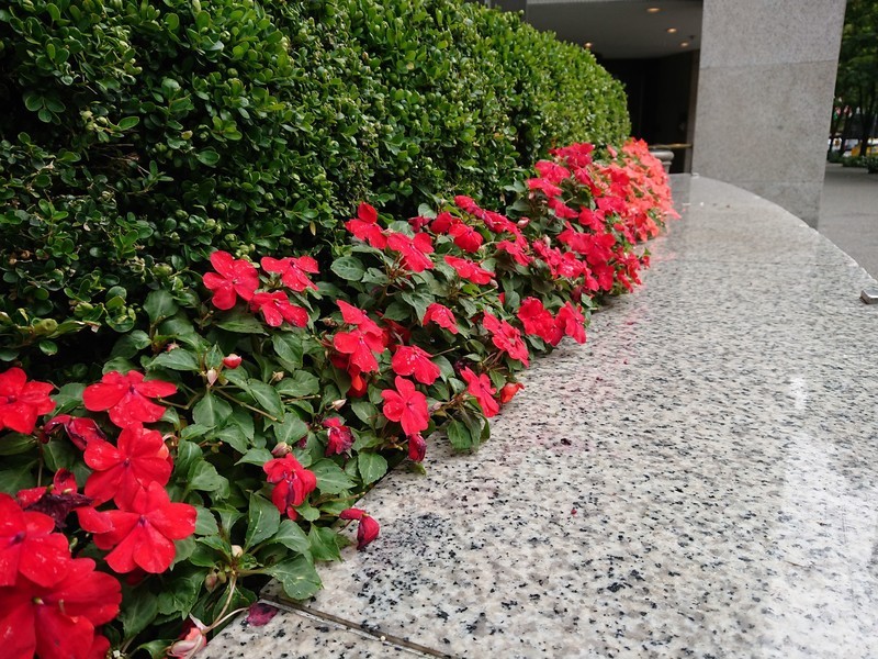 Sony Xperia XZ1 camera sample