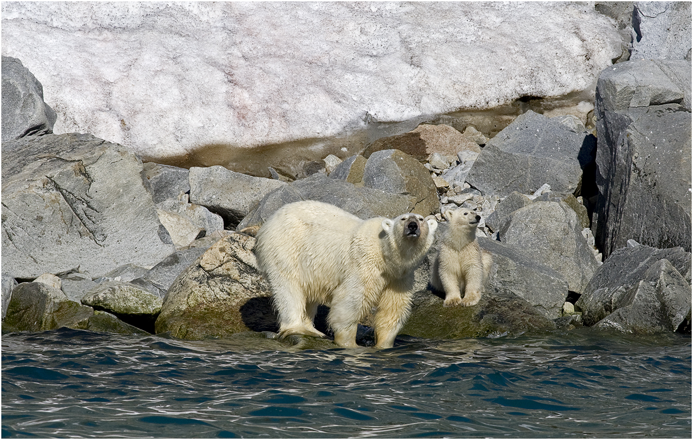 Polar bear with cub