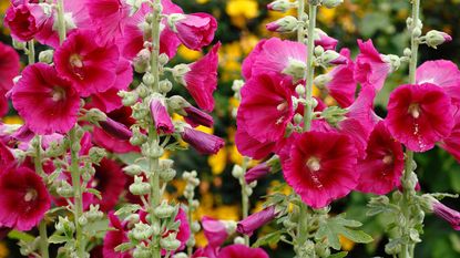 pink hollyhocks