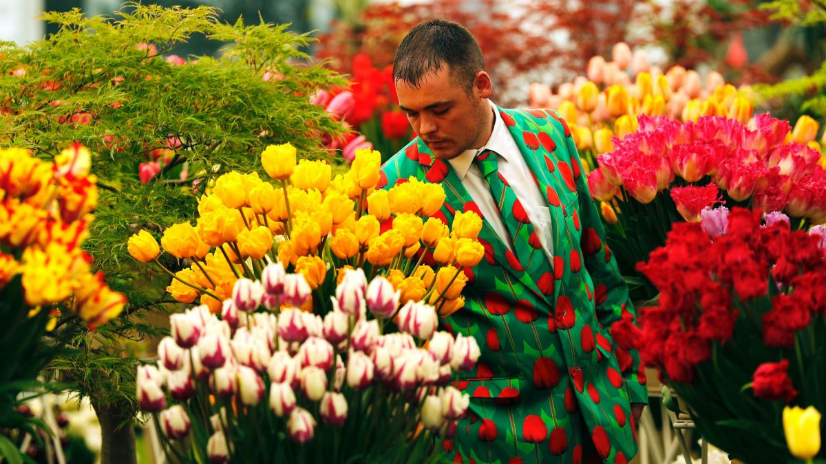 An appropriately-dressed man tiptoes through the tulips at the Bloms Bulbs exhibit