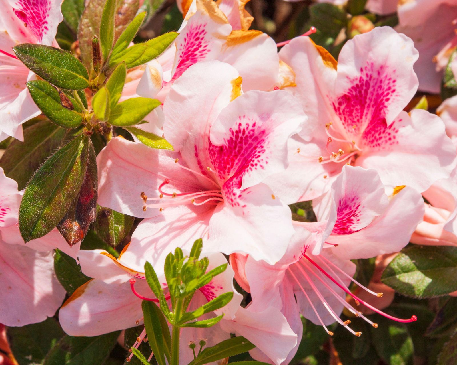 How to care for azaleas Livingetc