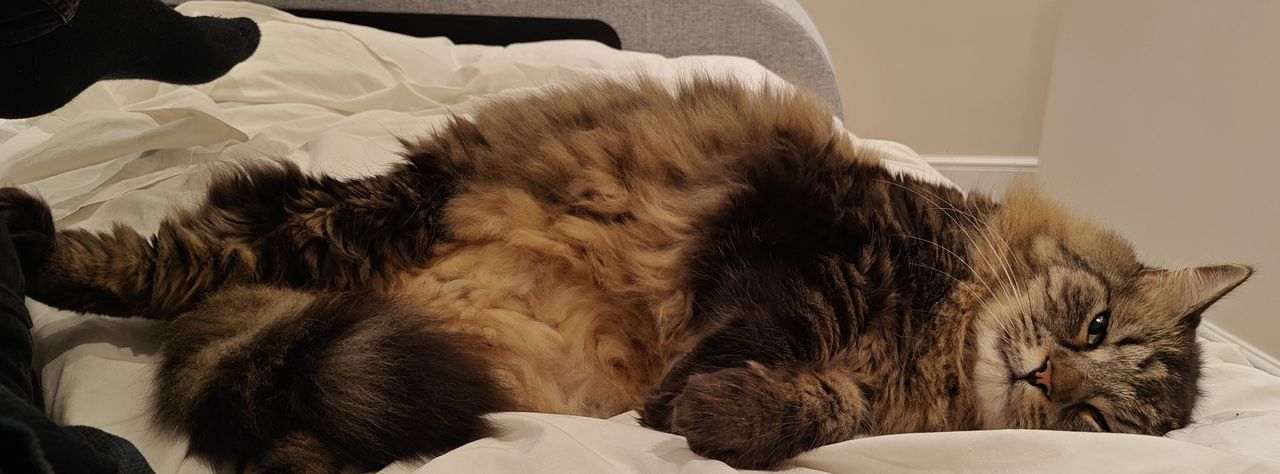 A photo taken on the OnePlus 11
