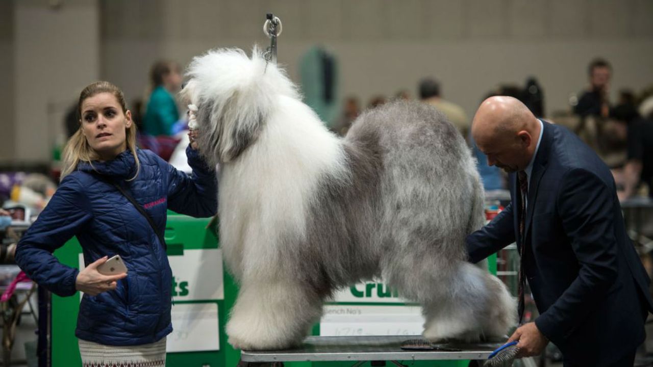 Crufts
