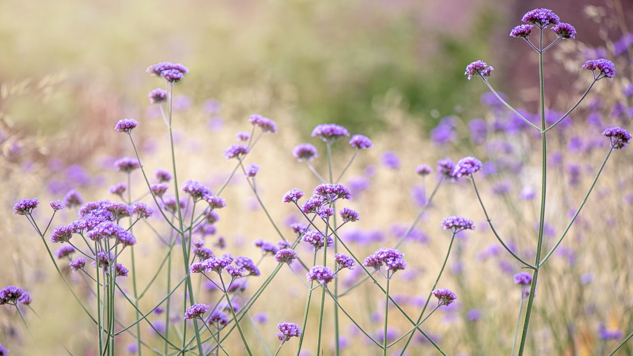 Verbena with purple flowers in bloom