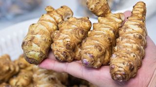 jerusalem artichoke