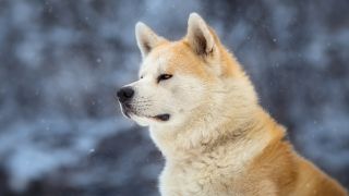 The world's most loyal dog - Hachikō's amazing story