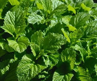 Lemon balm growing in sunshine