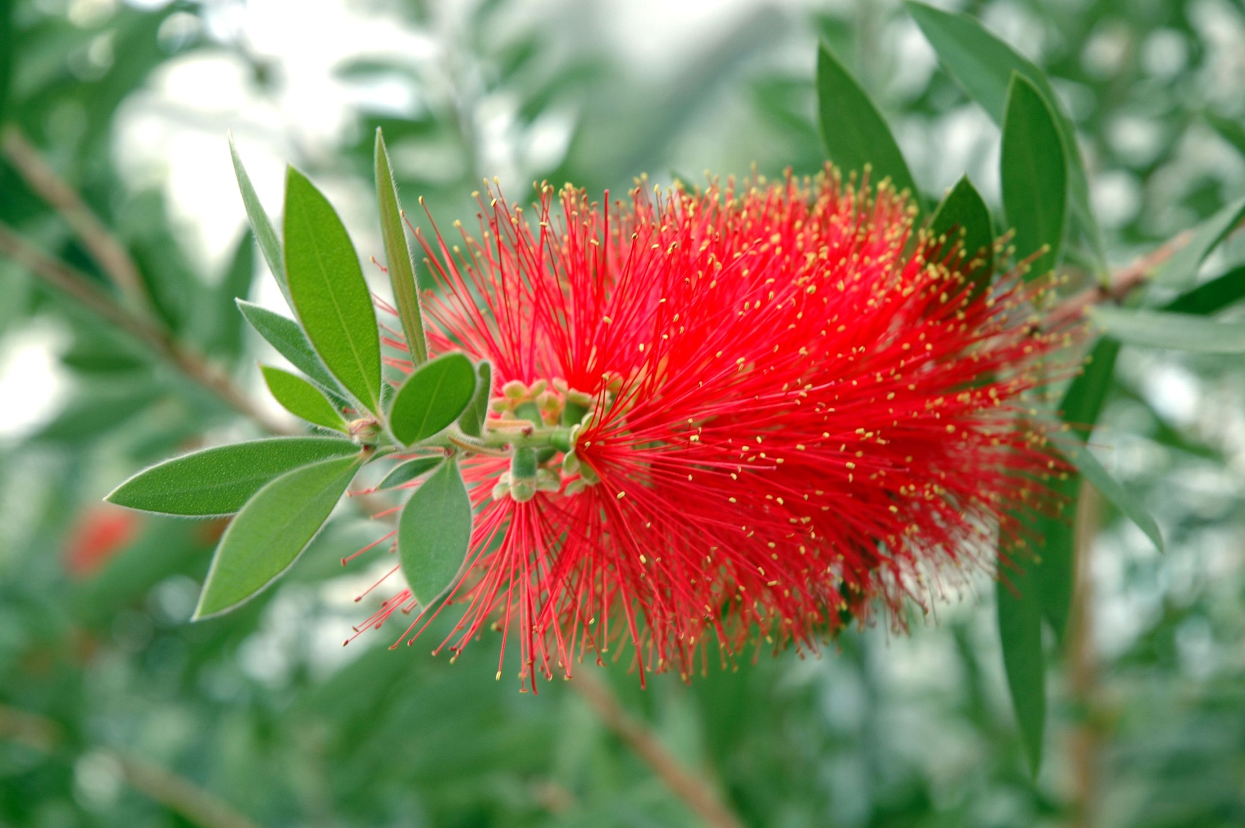 bottlebrush