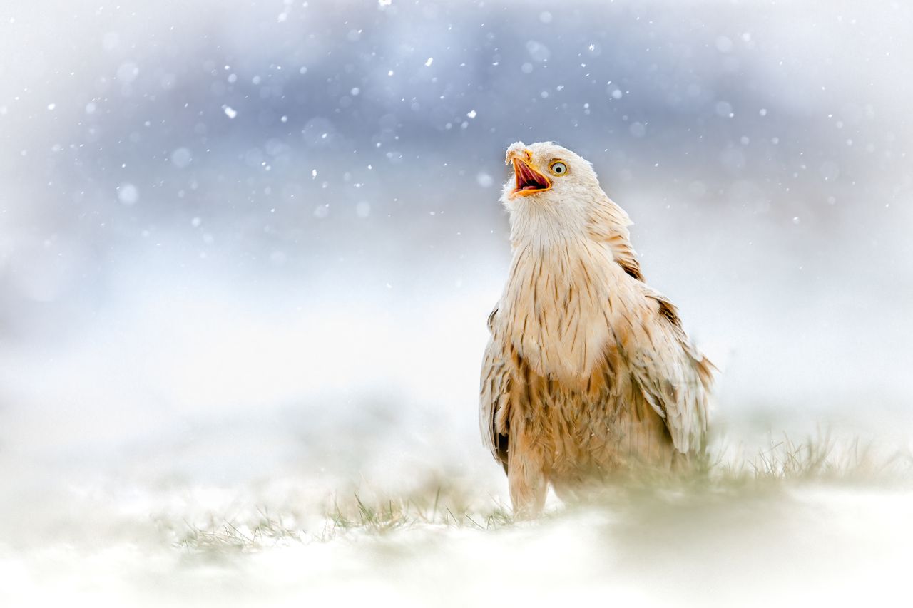 Wildlife
