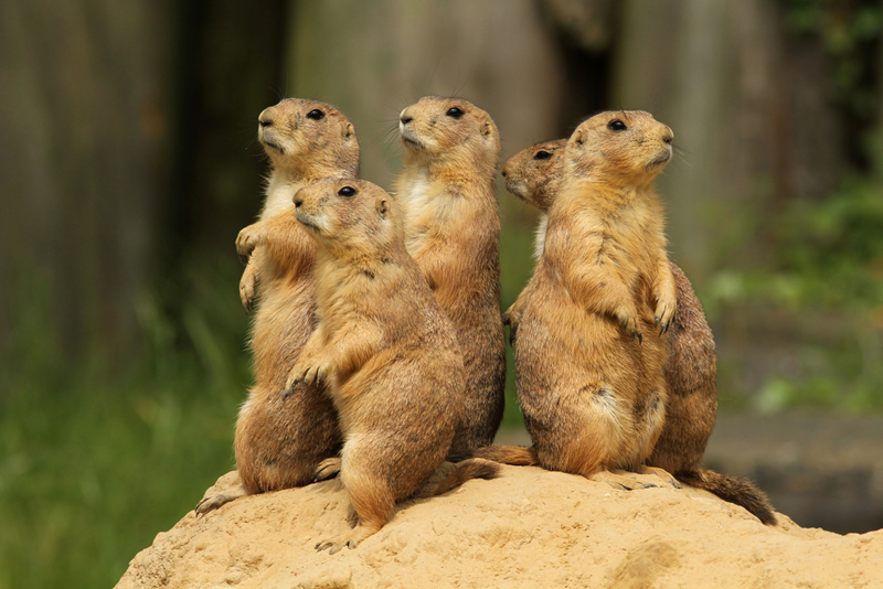 prairie dog