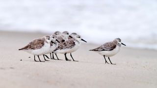 Mourning Doves walking along a sandy beach in Delaware