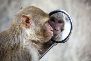 Monkey looks at himself in a handheld mirror