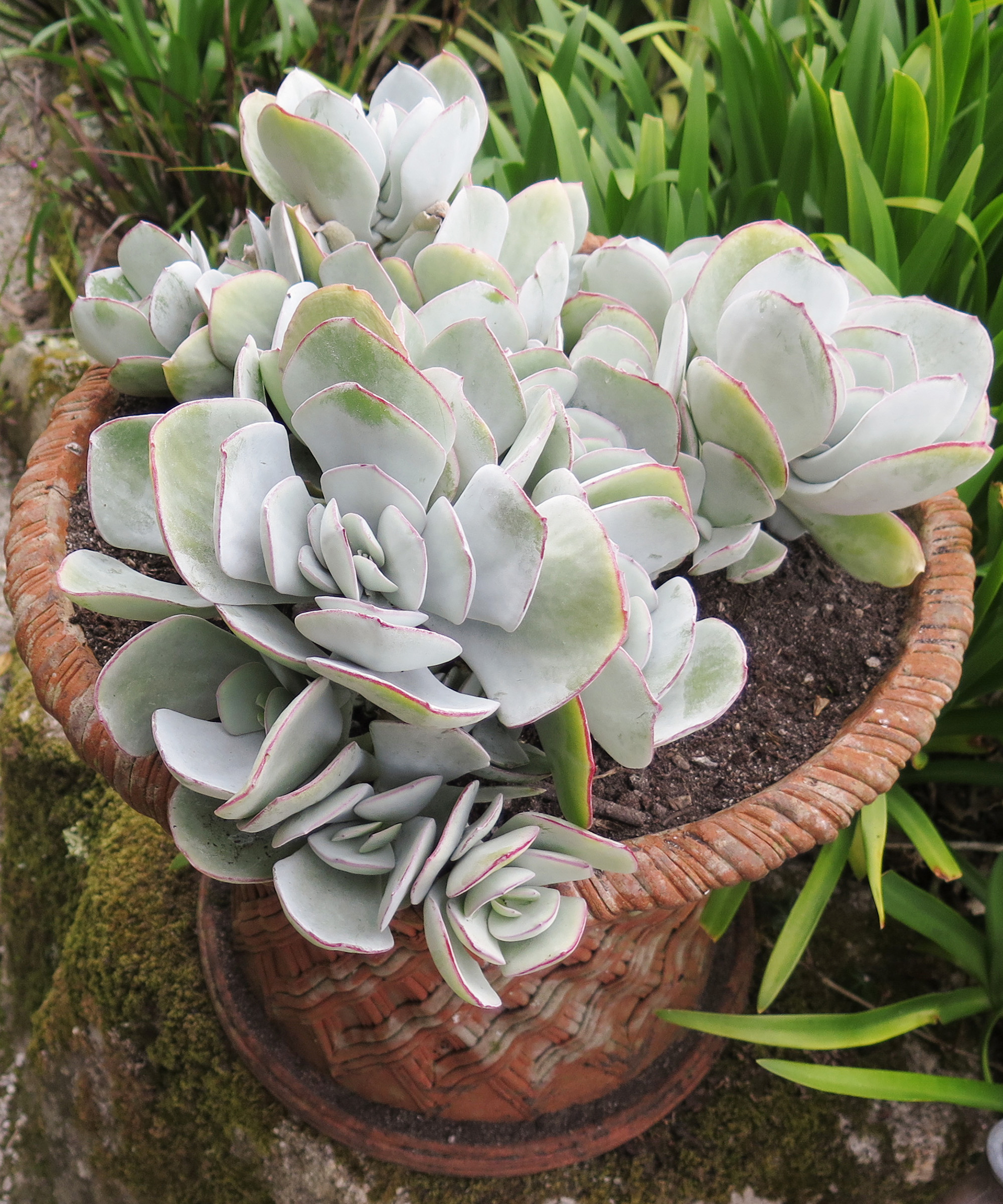 The succulent Crassula arborescens (silver dollar jade plant) growing in a terracotta pot in a garden