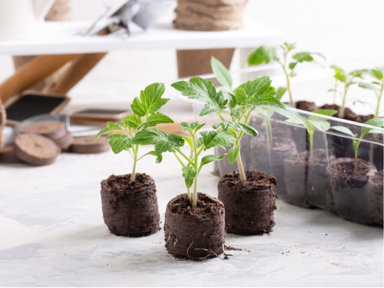 Uprooted Sprouting Plants