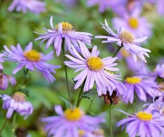 Frikart's aster with purple blooms