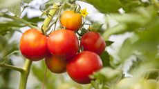 Red tomatoes ripening on the vine