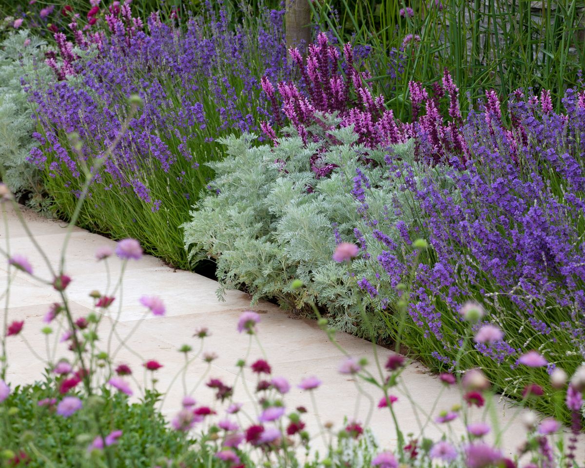 Everything you need to know about growing lavender