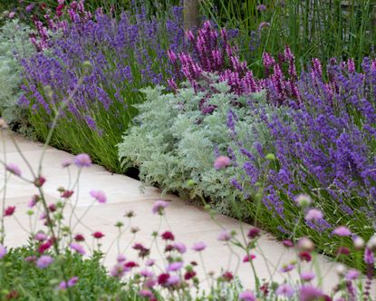 lavender varieties growing beside a path