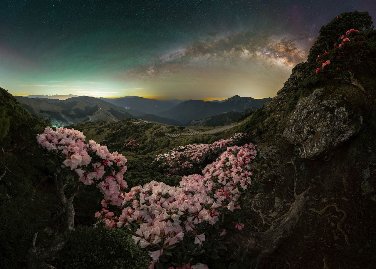 A panoramic view of pink azaleas in bloom under a starry sky and the Milky Way, illuminating mountains at twilight