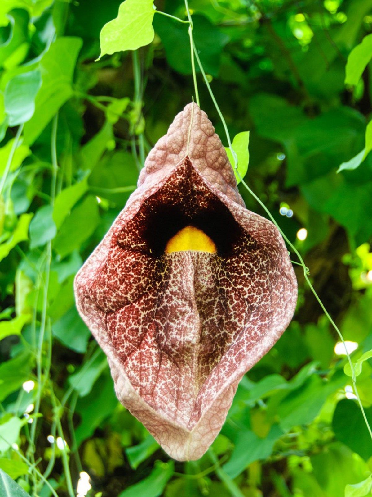 Close Up Of Dutchman&amp;#39;s Pipe Plant