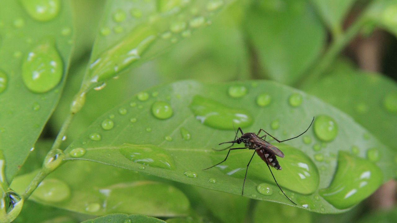 mosquito on green leaf