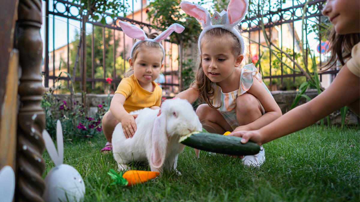 Two young girls stroke a white rabbit sitting on the grass and another girl feeds them a cucumber