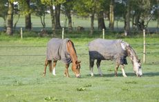 Horses grazing in a field