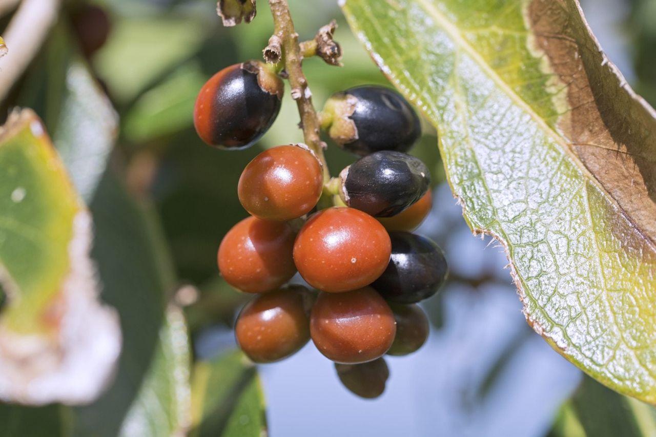 Rumberry Tree With Red-Black Berries