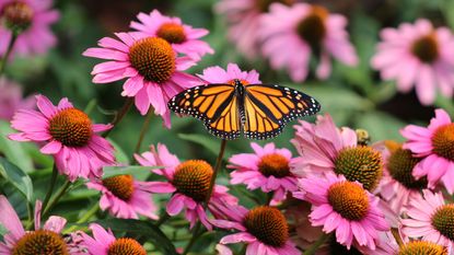 monarch butterfly on coneflowers