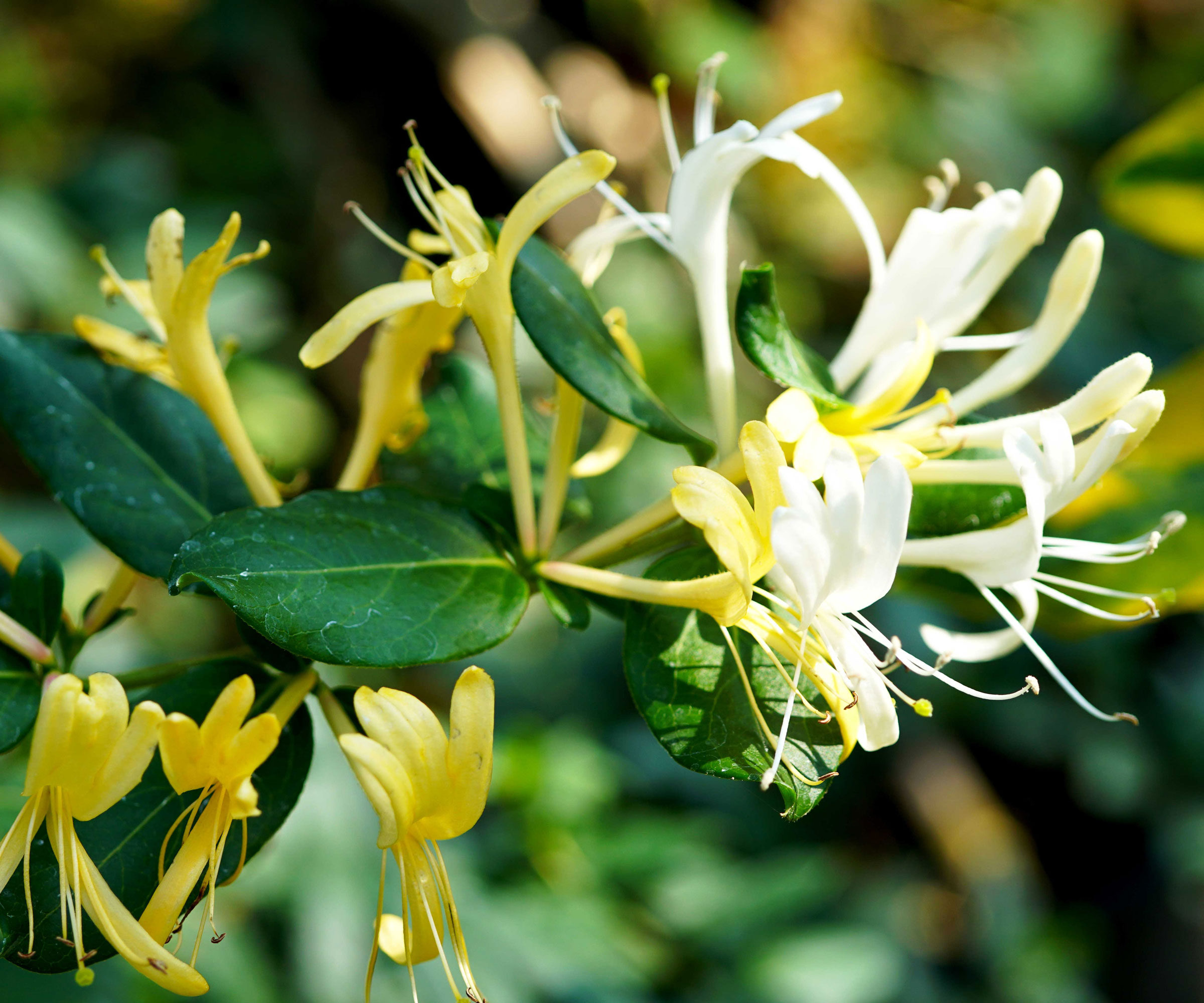 Japanese honeysuckle with white flowers