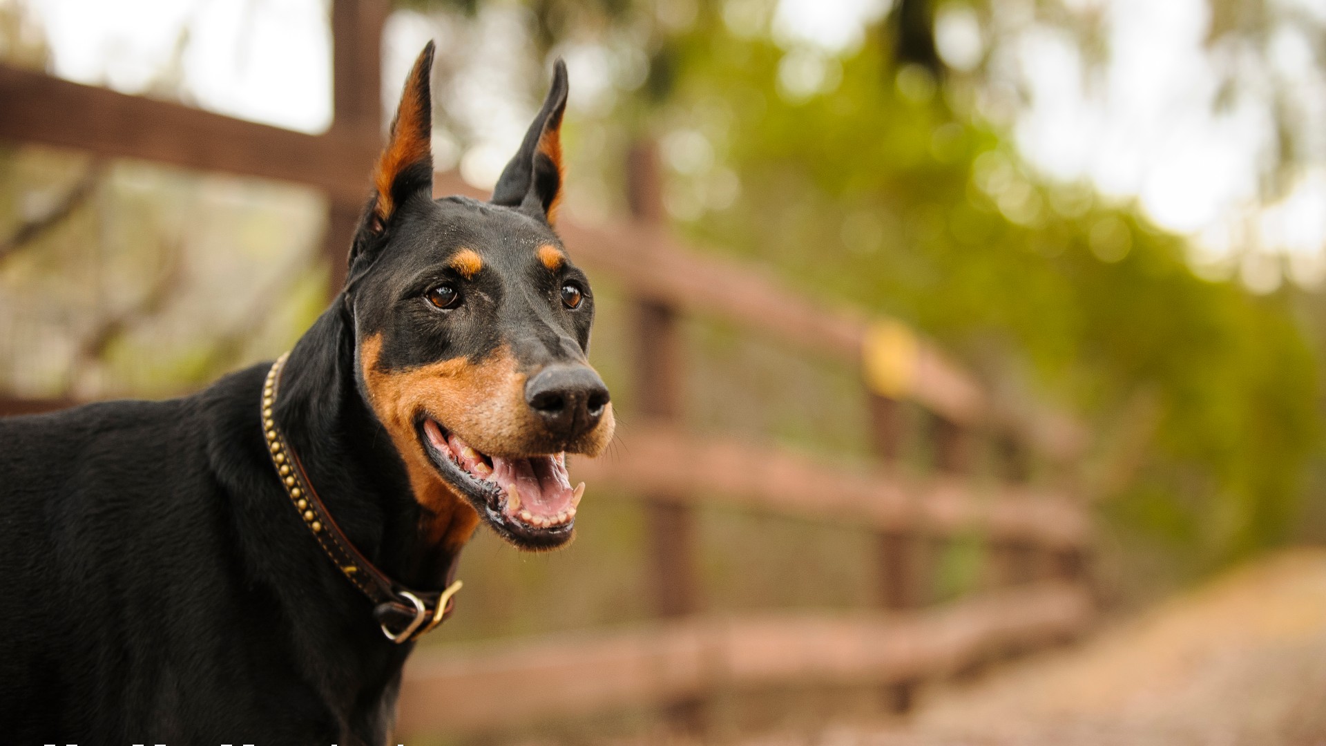 are doberman pinschers good running partners