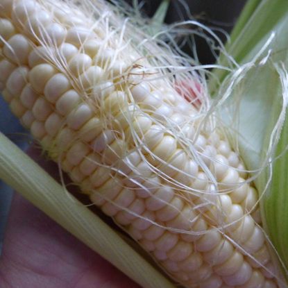 White-Yellow Sweet Corn Plant