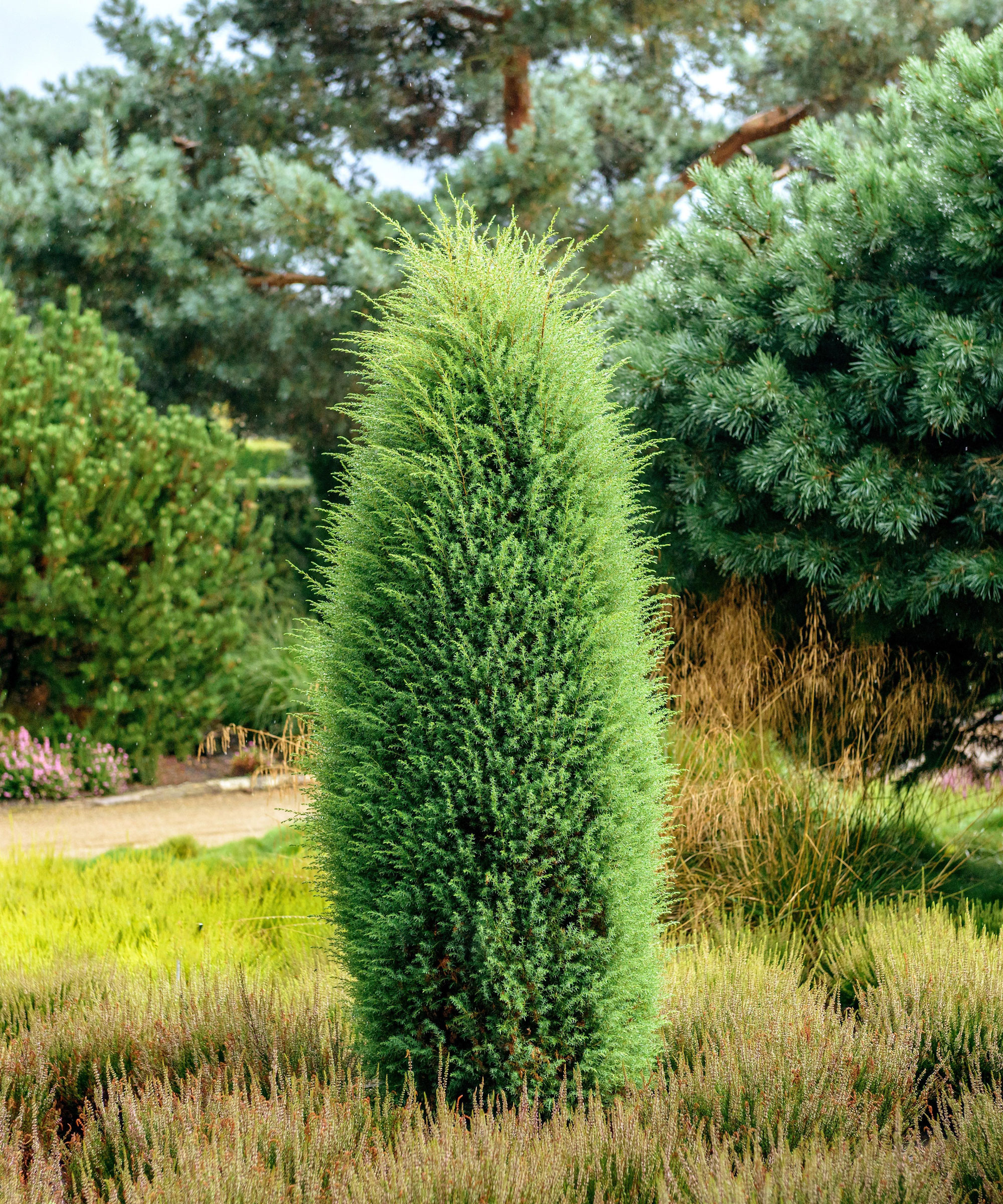 Juniperus communis 'Hibernica' evergreen tree in garden
