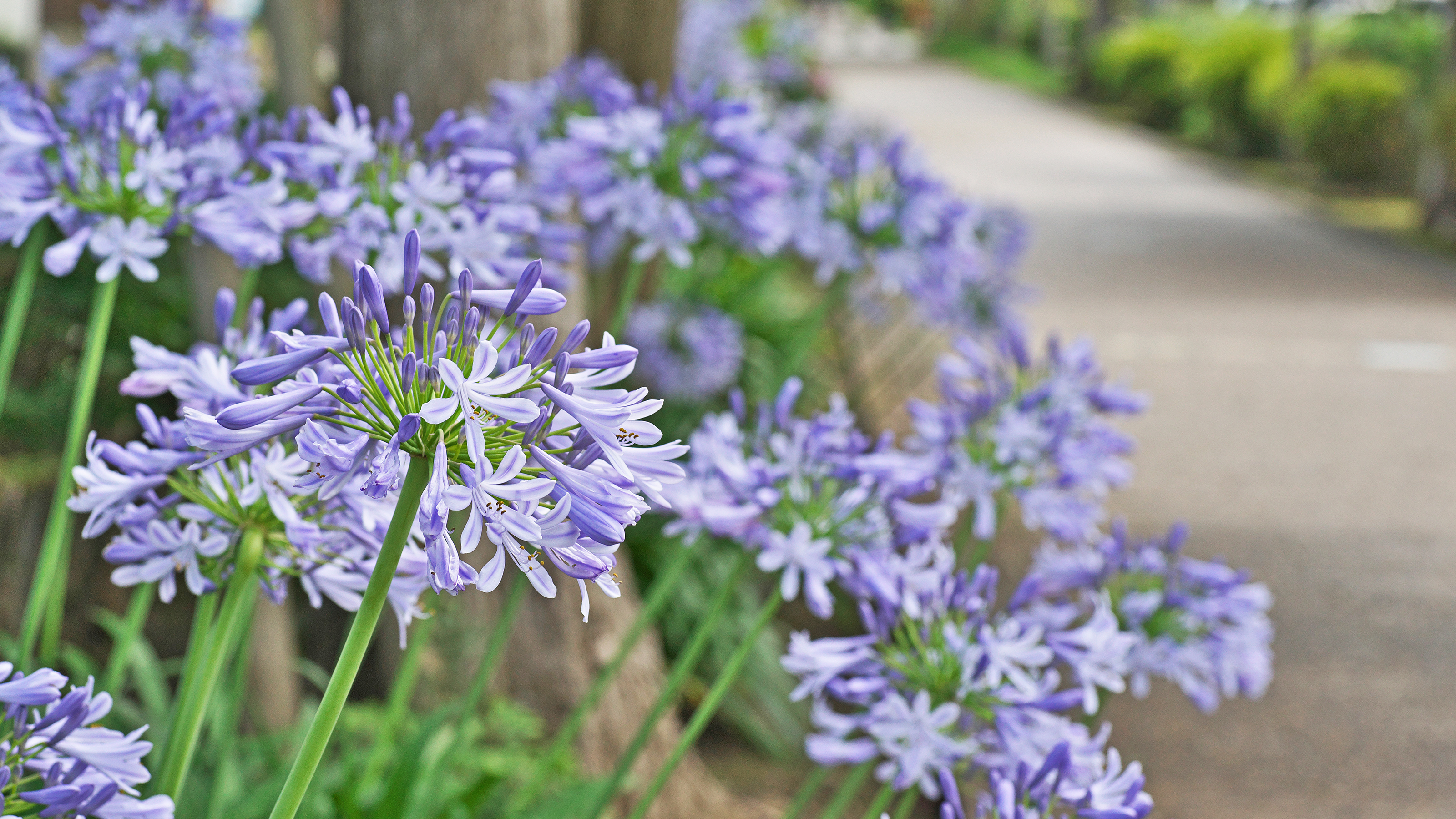 blue agapanthus flowers beside driveway