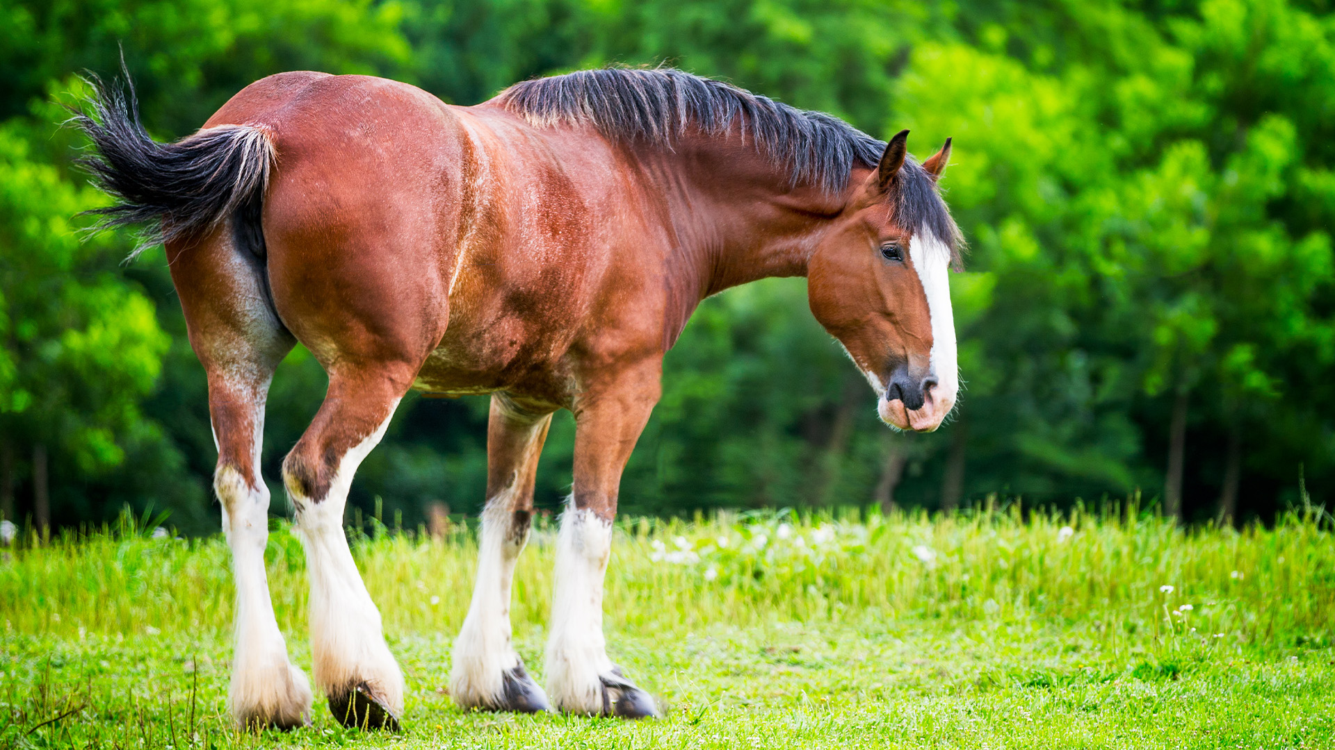 Clydesdale horse in field