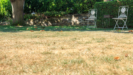 Yellowing lawn