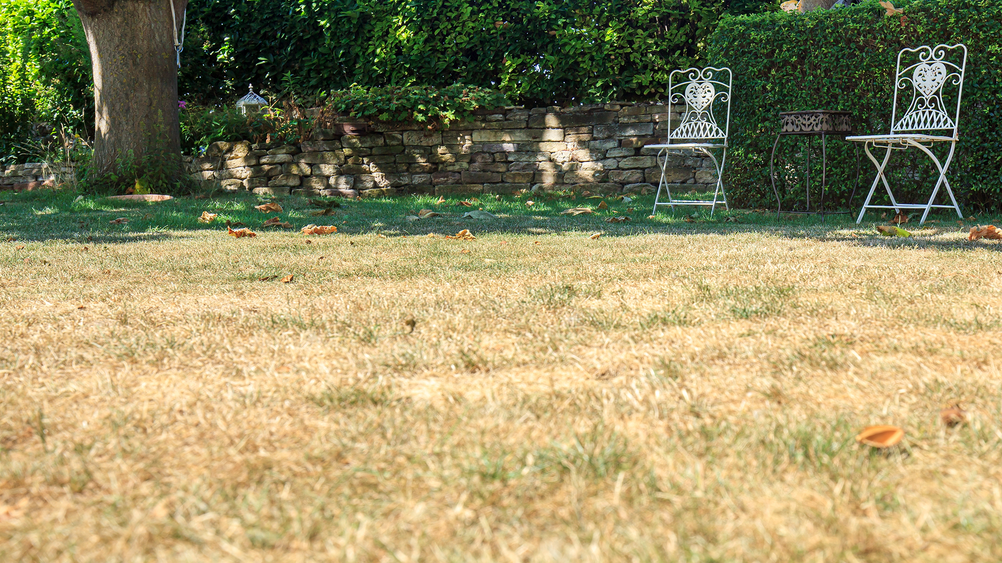 Yellowing lawn